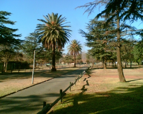 Palme im Pioneer's Park