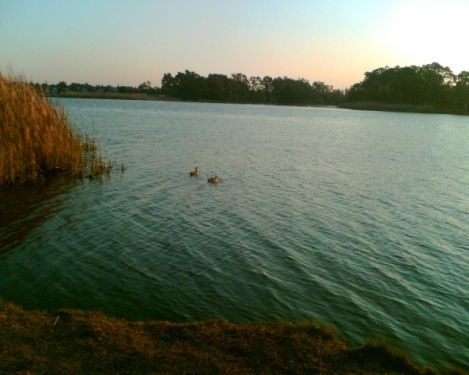 Homestead Lake - Enten