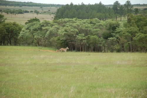 Landschaft mit Zebra